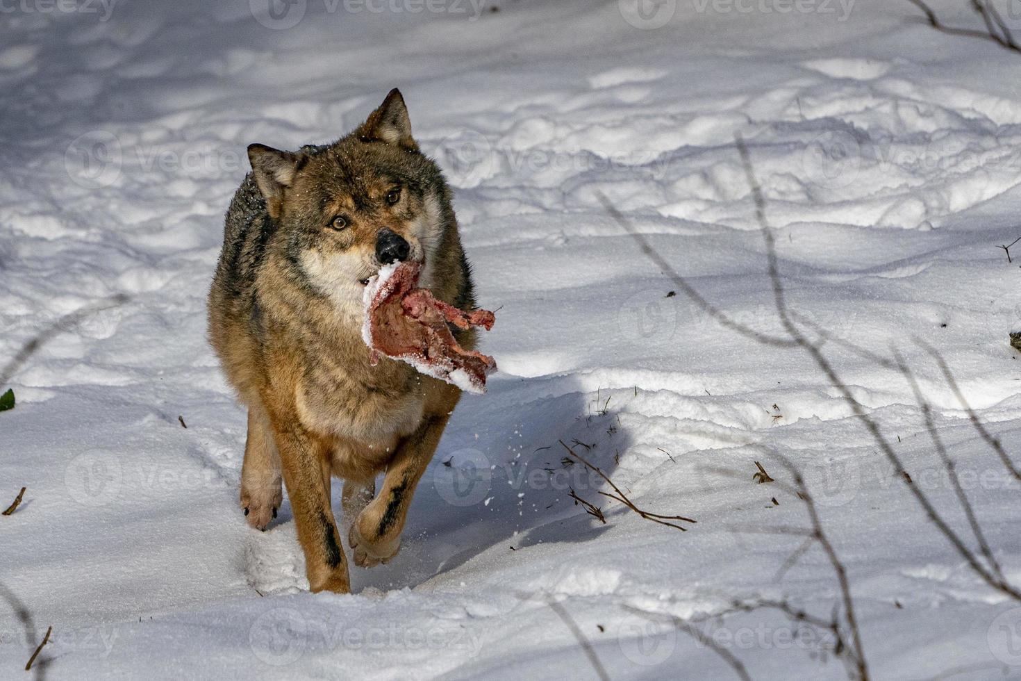 grey wolf in the snow photo