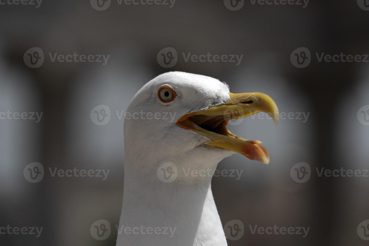 gaviota en ruinas de roma foto