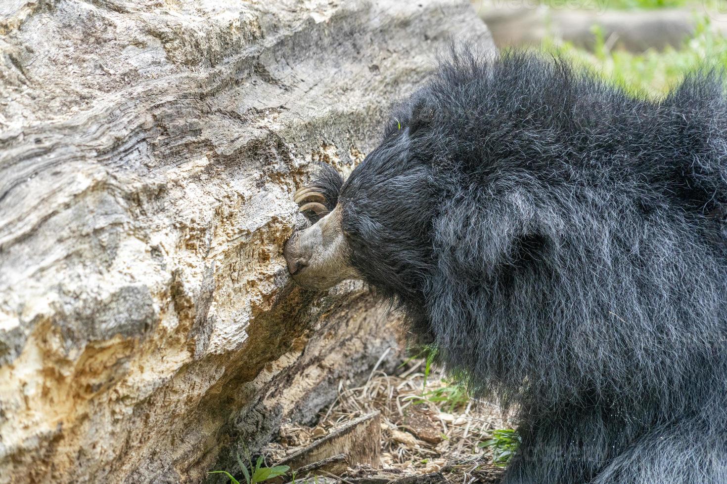 sloth bear digging in wood tree for food photo