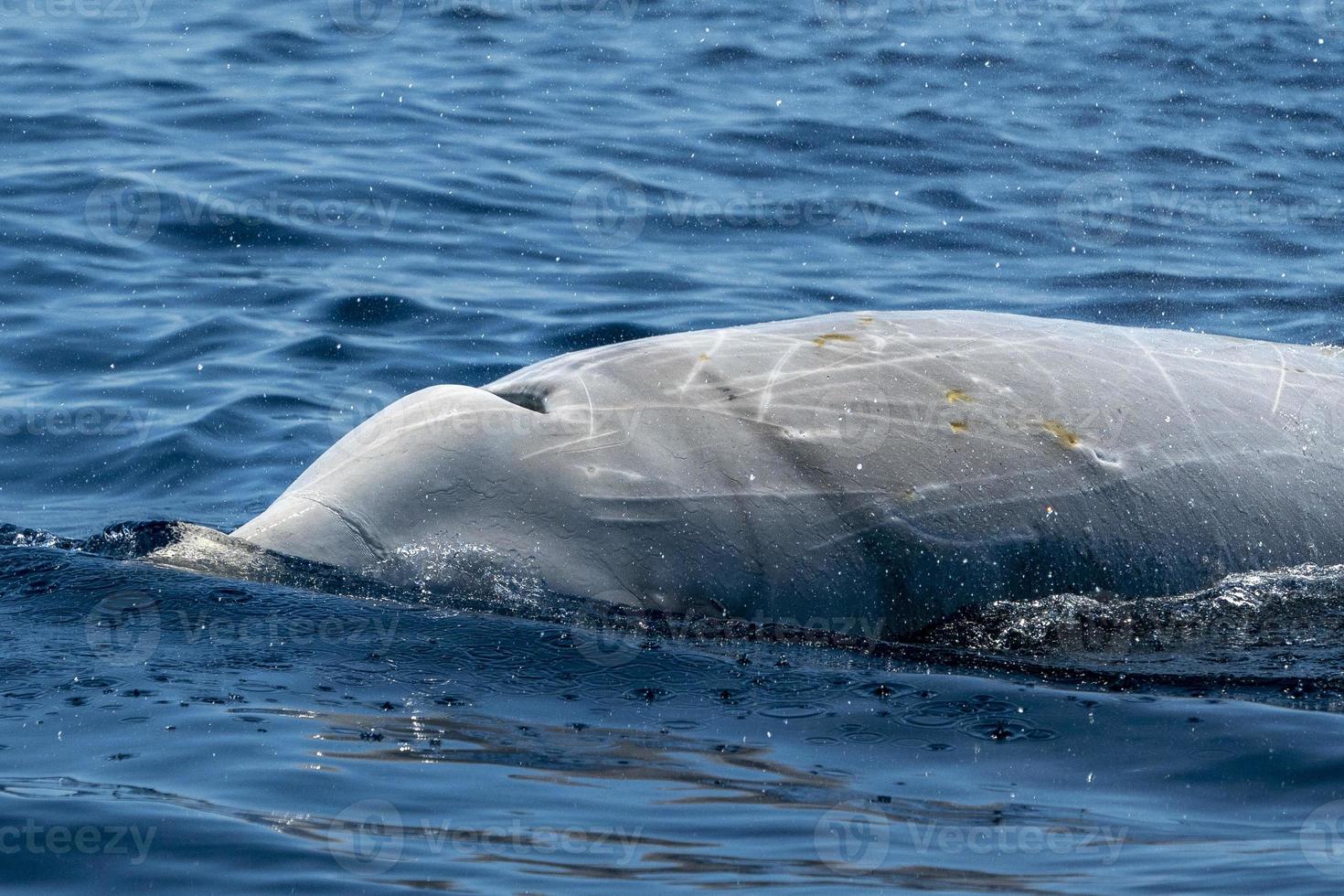 blanco raro ganso ballena picuda delfín ziphius cavirostris foto