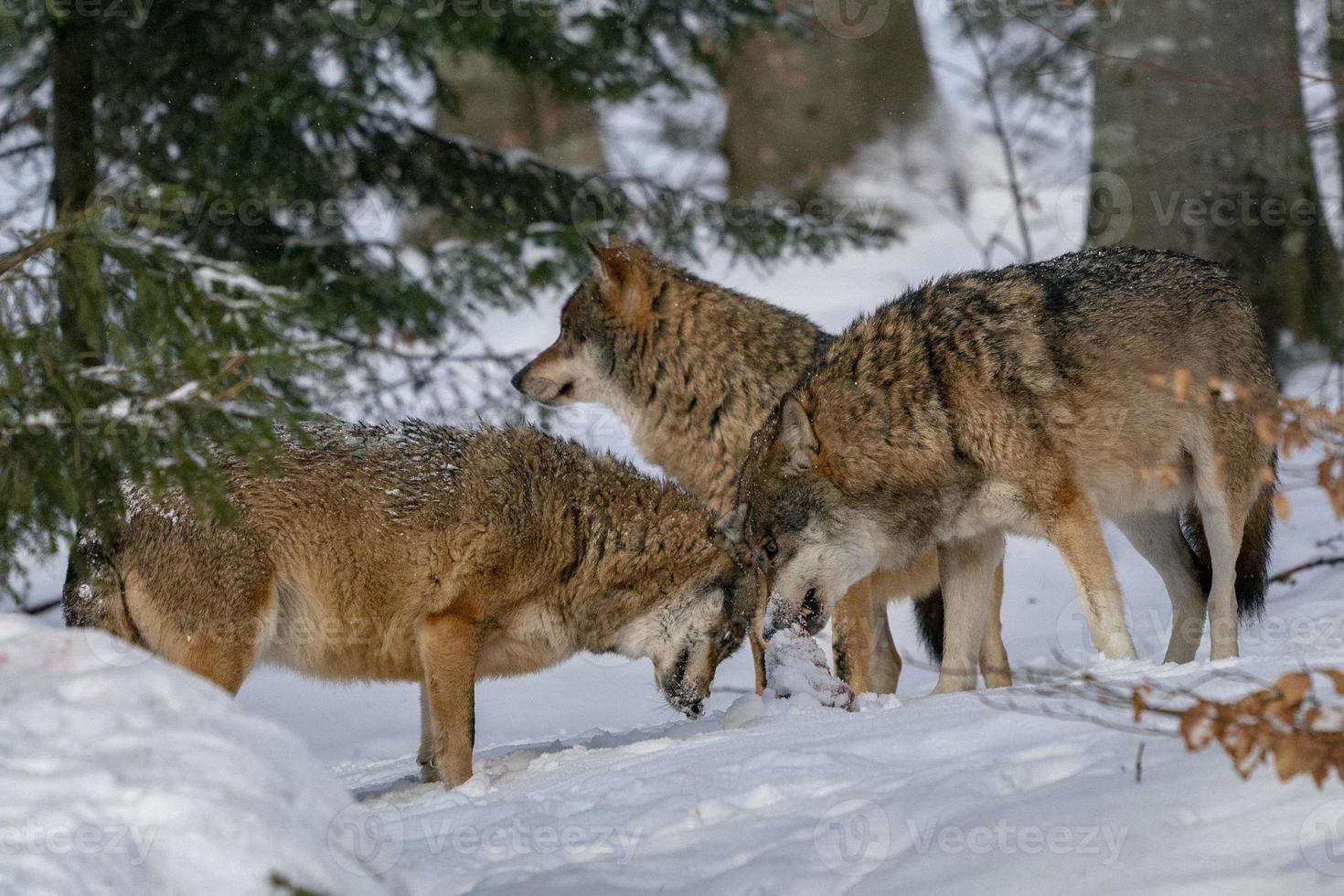 grey wolf in the snow photo