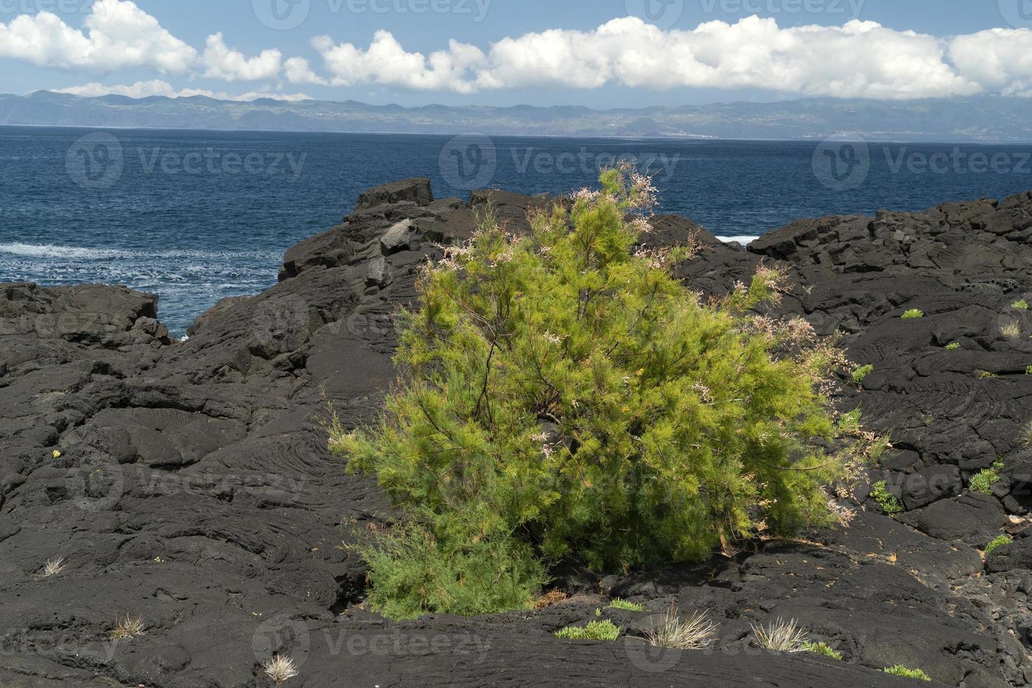 pico azores lava field by the sea detail photo