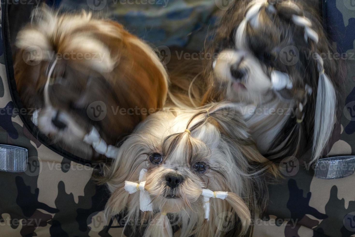 Shi tzu dog beauty salon photo