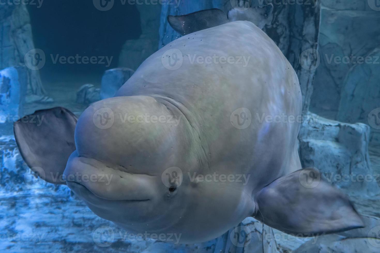 Beluga underwater close up portrait looking at you photo