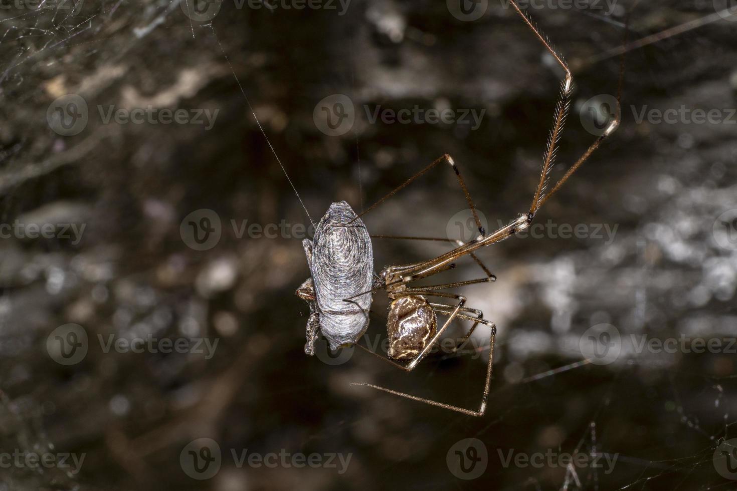 Spider while making cocoon on a fly trapped in the web photo