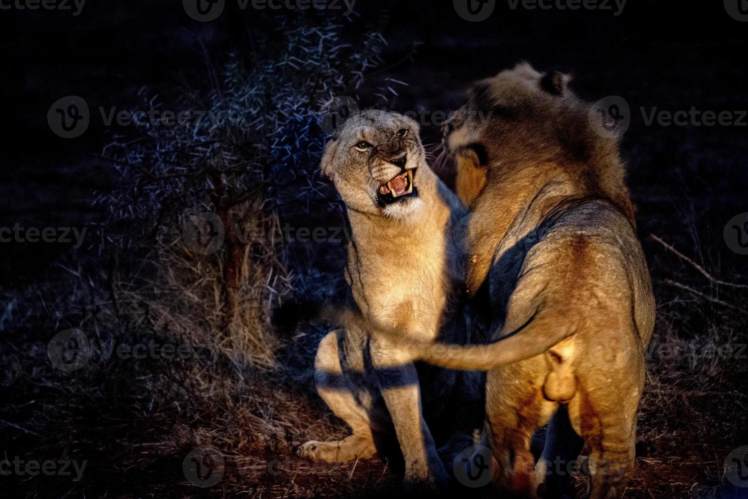 lions mating in kruger park south africa at night photo