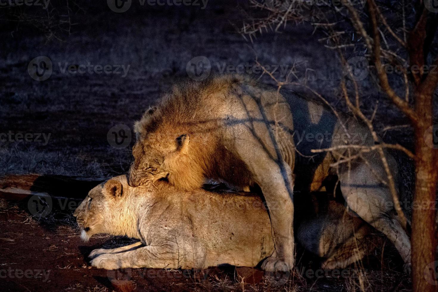 leones apareándose en el parque kruger sudáfrica por la noche foto