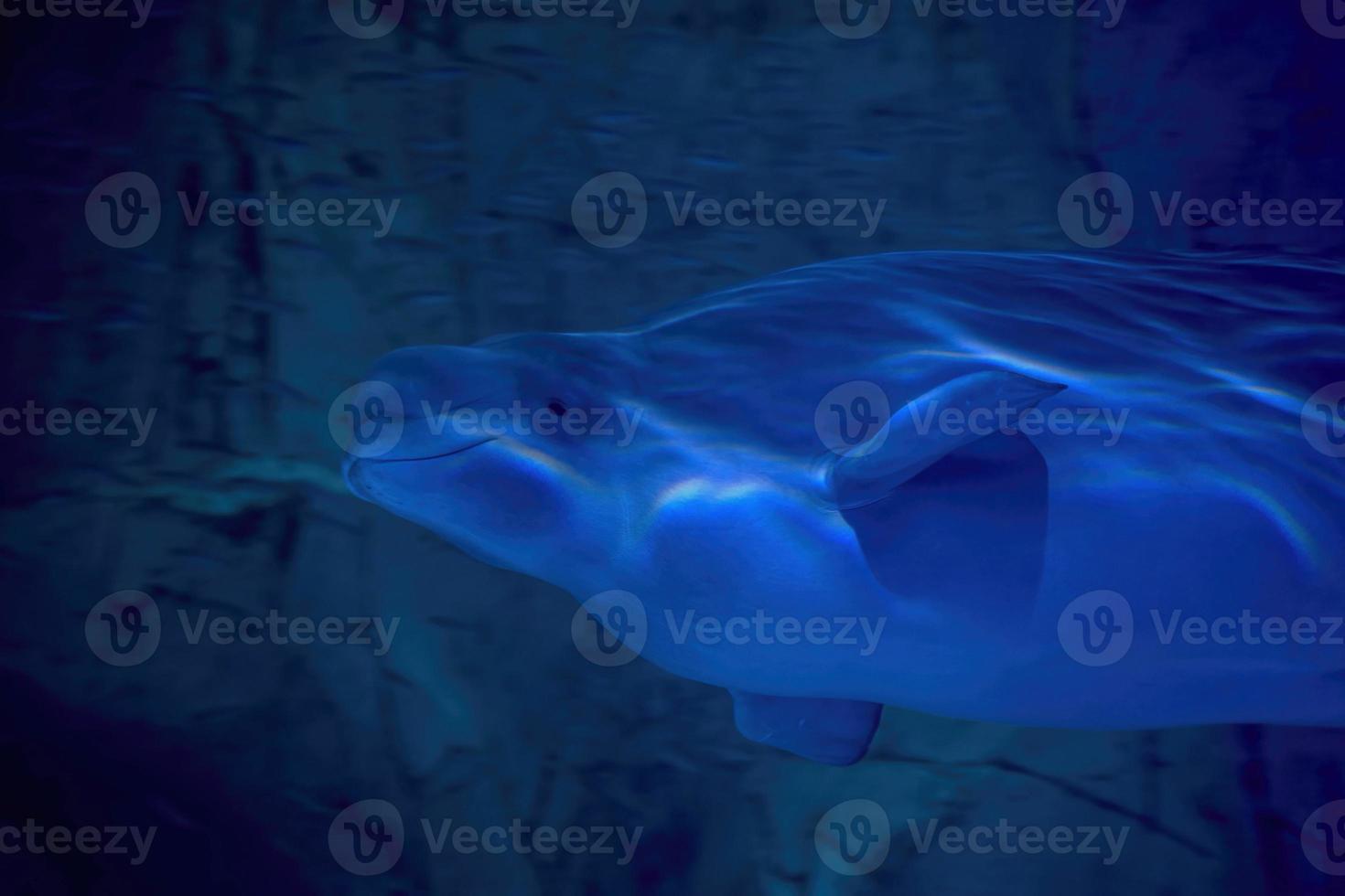 Beluga underwater close up portrait looking at you photo