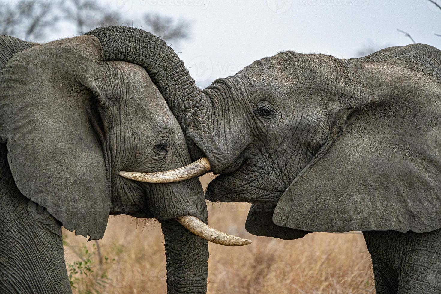 elephant playing in kruger park south africa photo