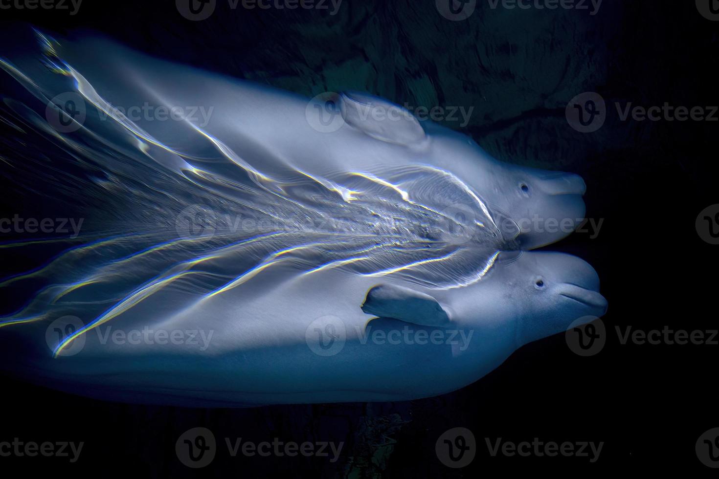 Beluga underwater close up portrait looking at you photo