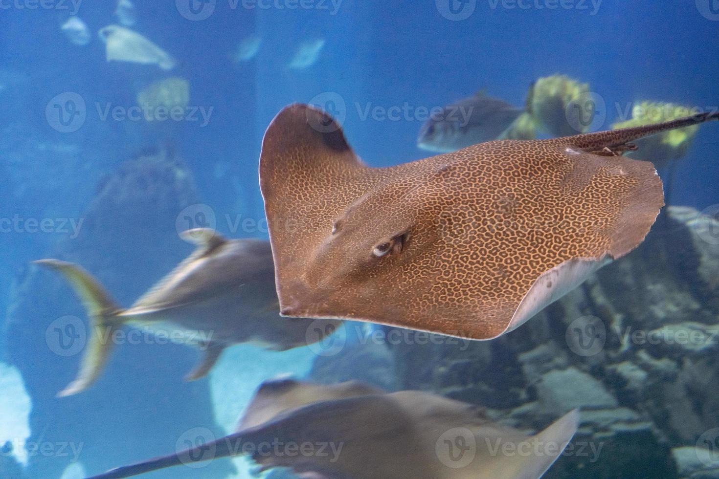 Sting ray underwater close up portrait photo