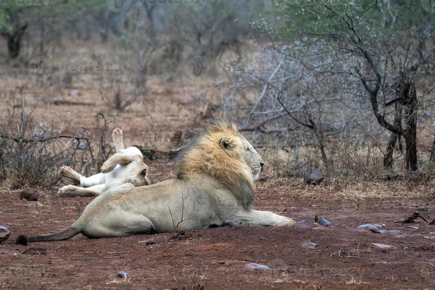 leones machos y hembras después del apareamiento en el parque kruger sudáfrica foto