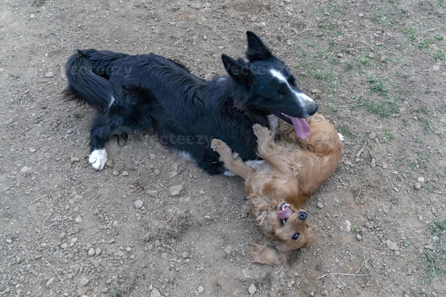 in love kissing puppy dog cocker spaniel and border collie photo