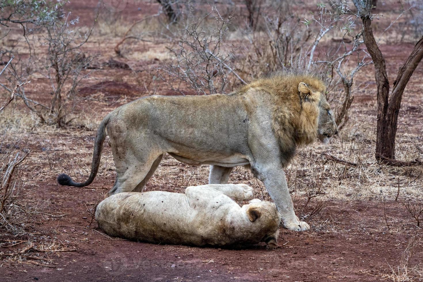 leones machos y hembras después del apareamiento en el parque kruger sudáfrica foto