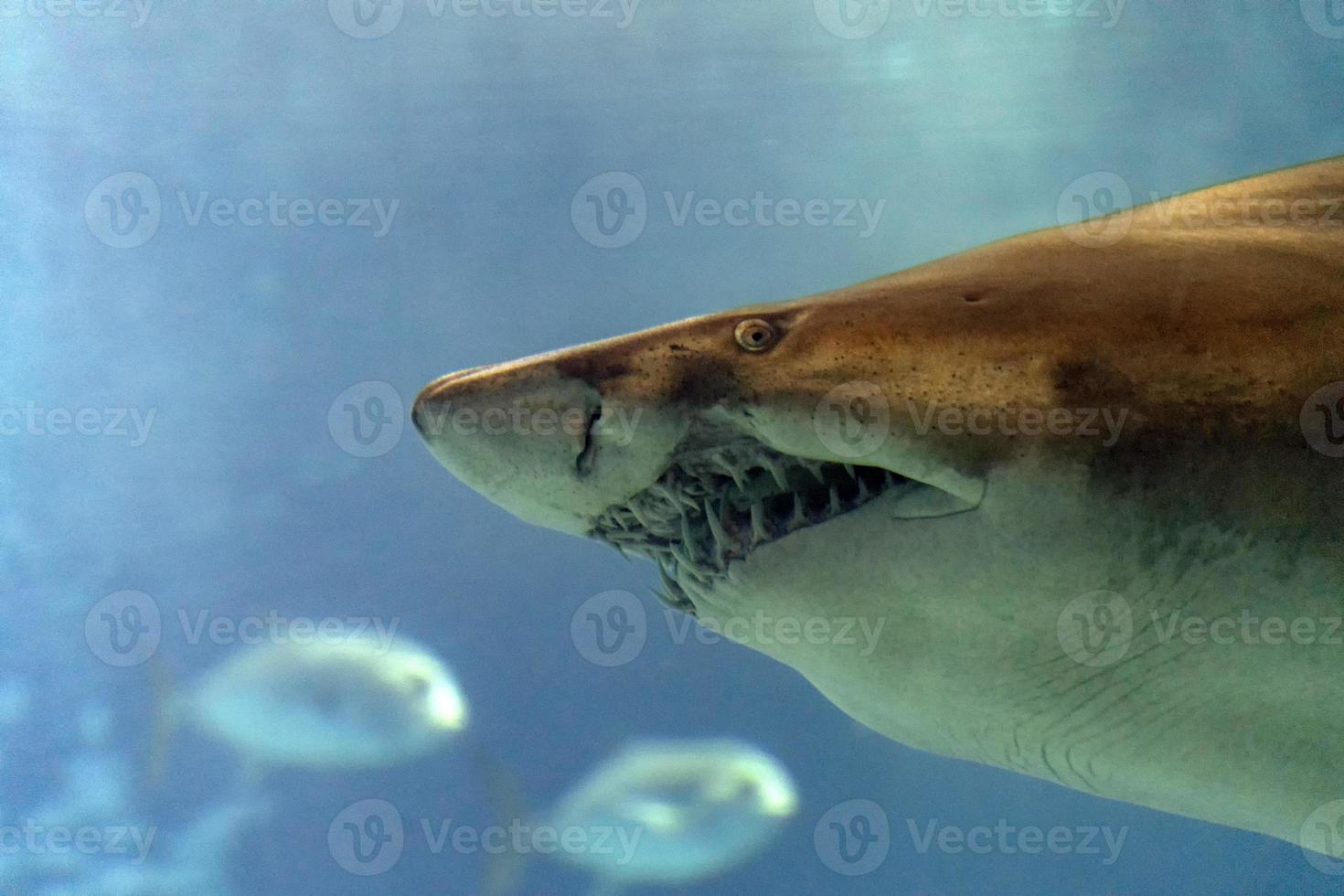 Bull shark underwater mouth teeth jaws close up 18805224 Stock Photo at