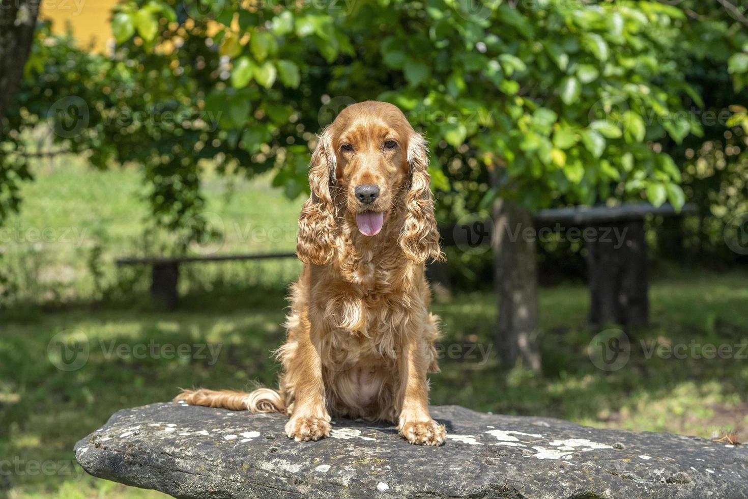 happy puppy dog cocker spaniel in the green grass photo