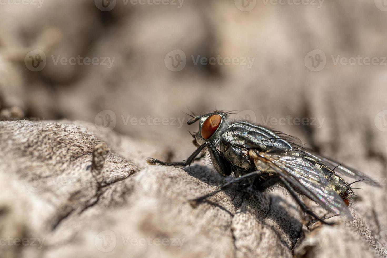 fly on cherry tree bark macro photo