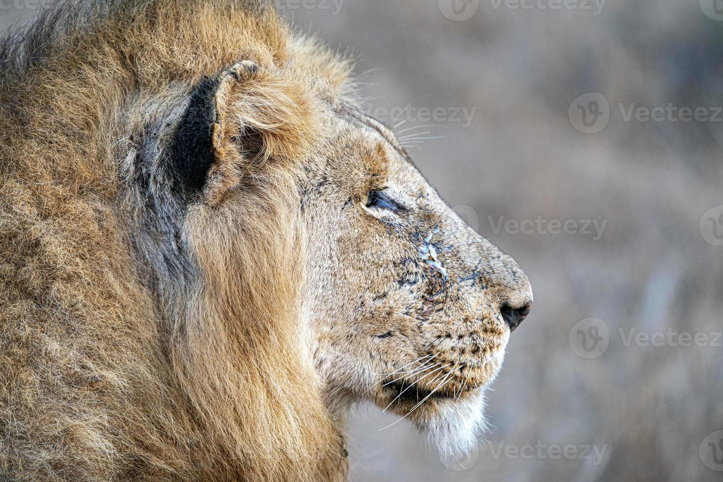 león macho herido en el parque kruger sudáfrica foto