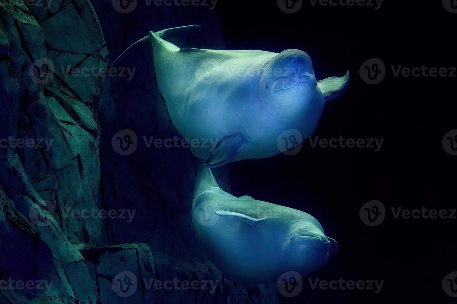 Beluga underwater close up portrait looking at you photo