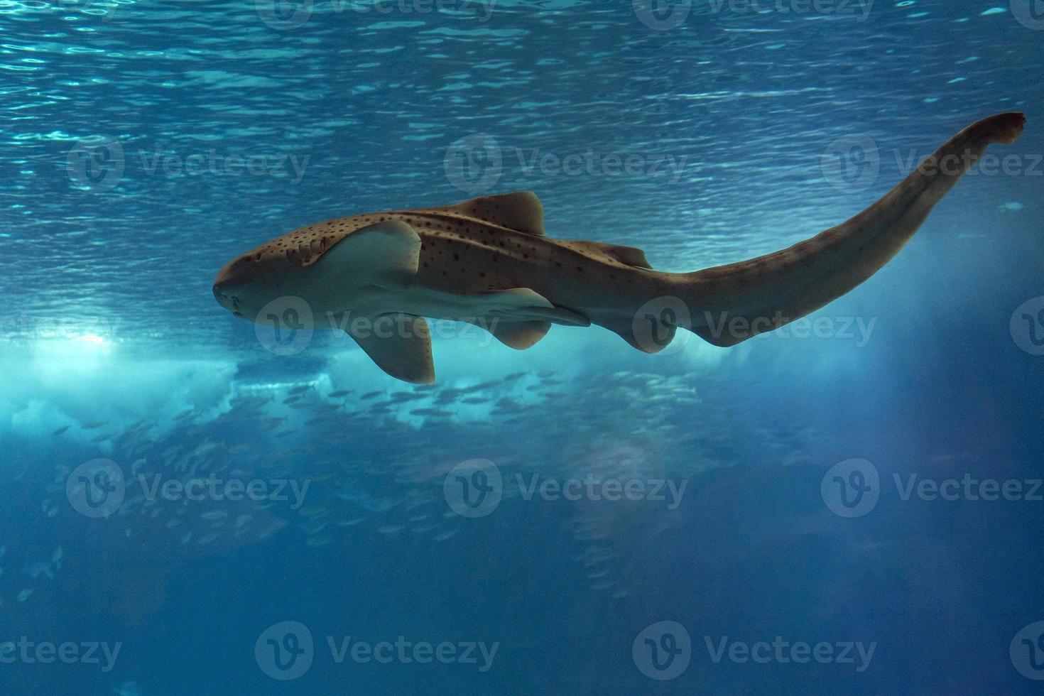 Zebra leopard shark underwater close up portrait photo