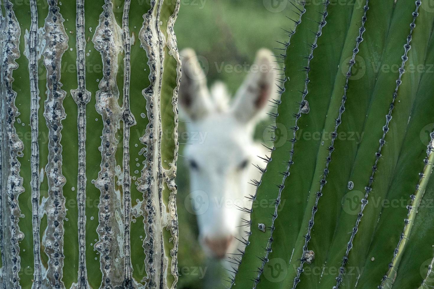 white donkey hiding in baja california sur giant cactus in desert photo