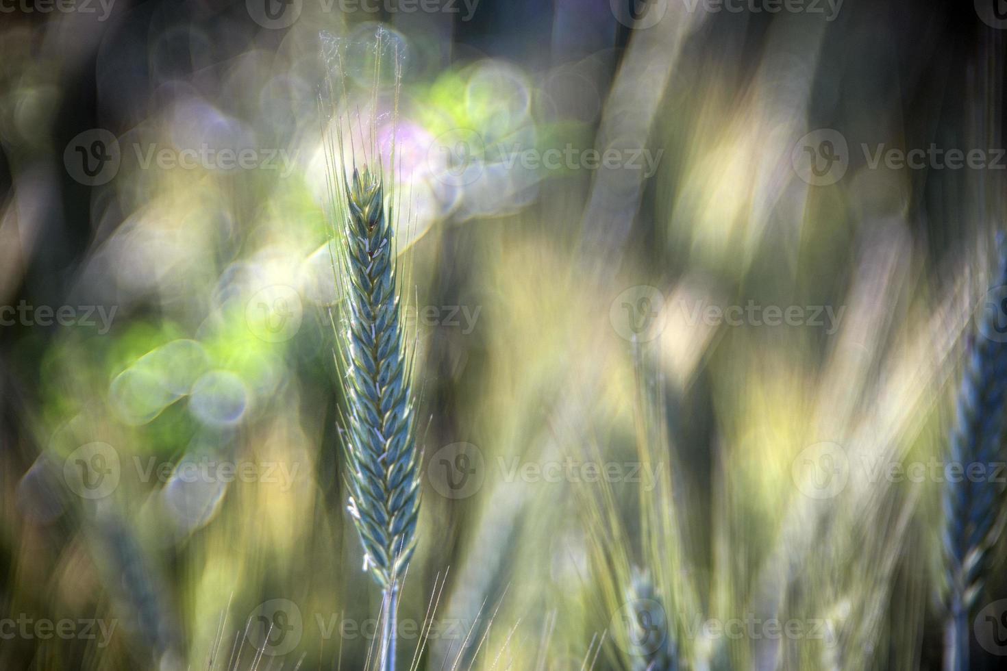 creciente detalle de campo de trigo verde foto