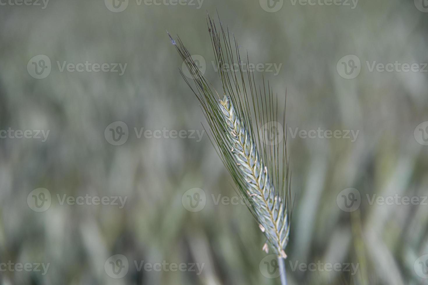 growing green wheat field detail photo