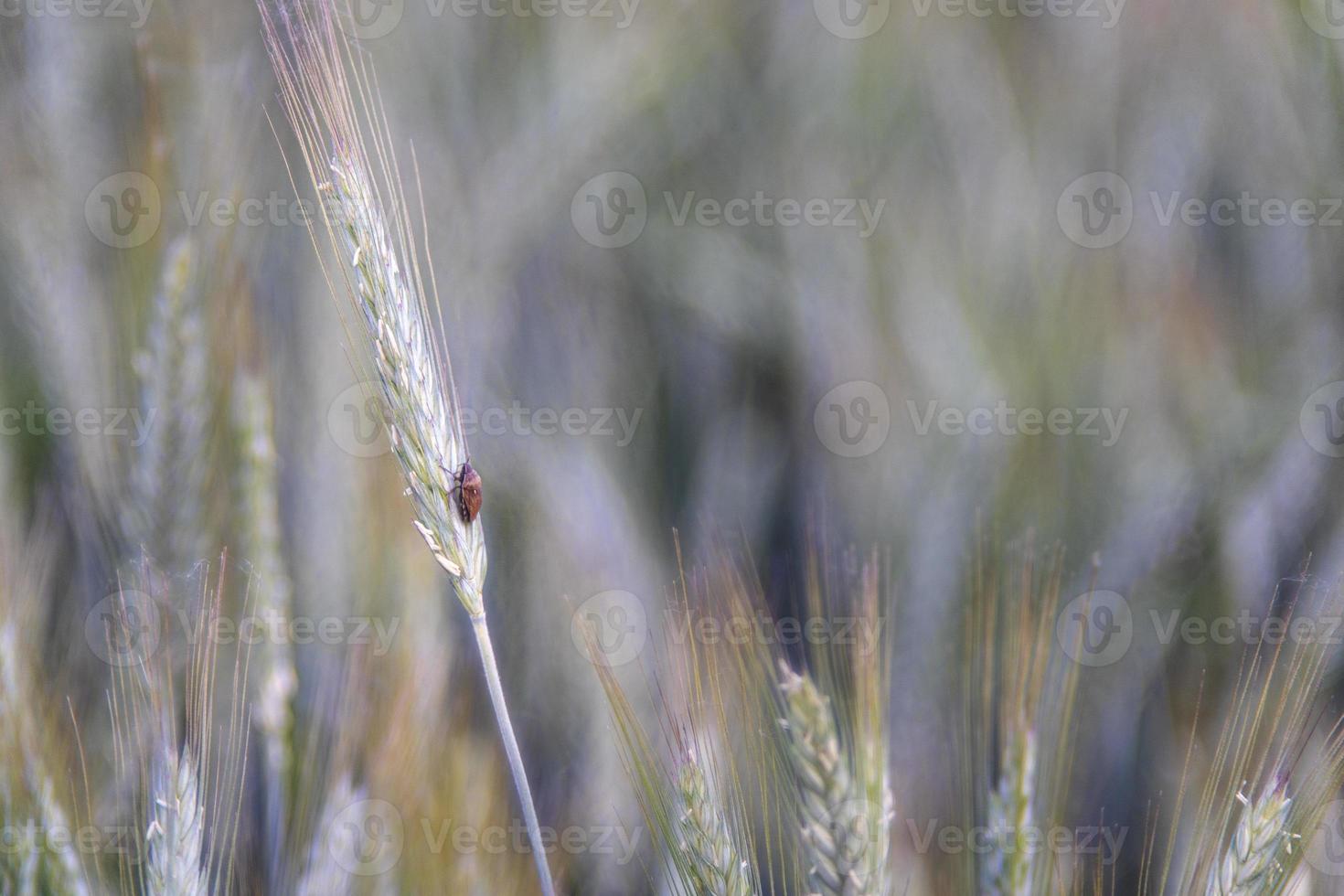 creciente detalle de campo de trigo verde foto