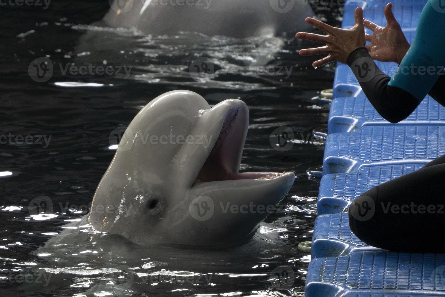 beluga aquarium close up detail with trainer photo