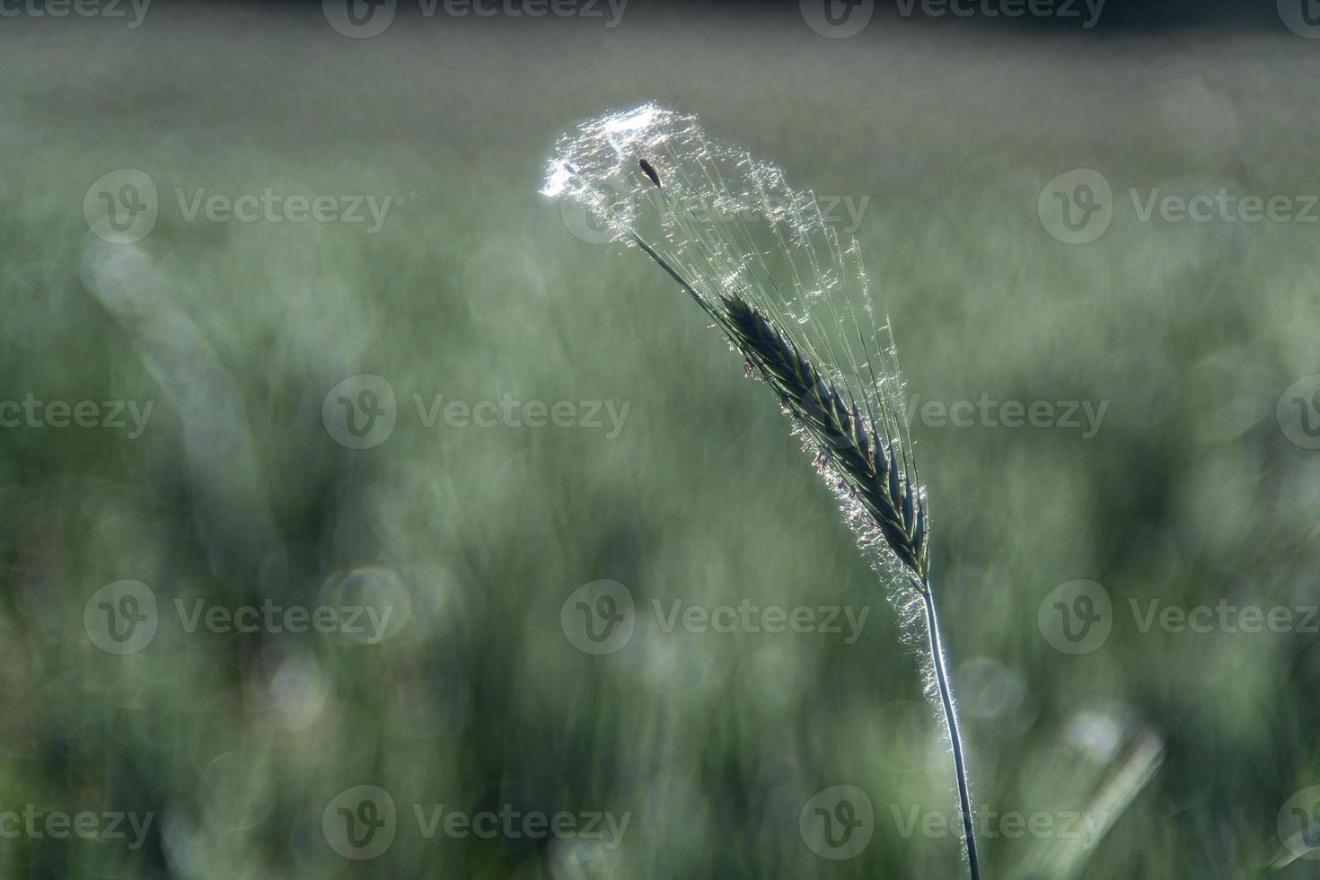 creciente detalle de campo de trigo verde foto