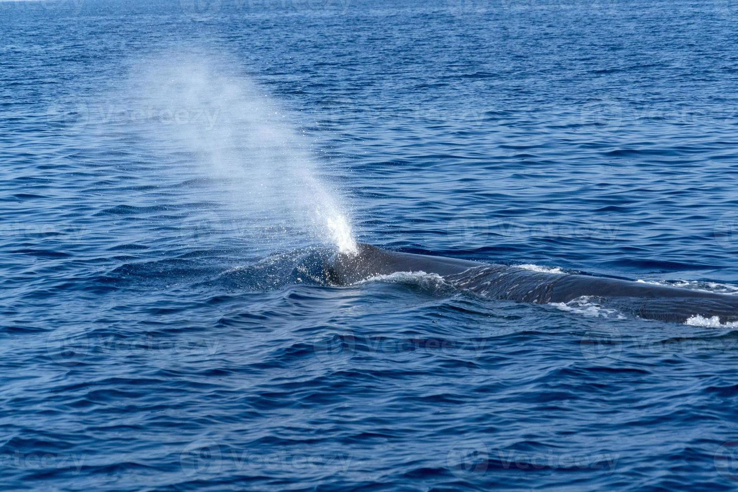 Sperm whale in the mediterranean sea photo