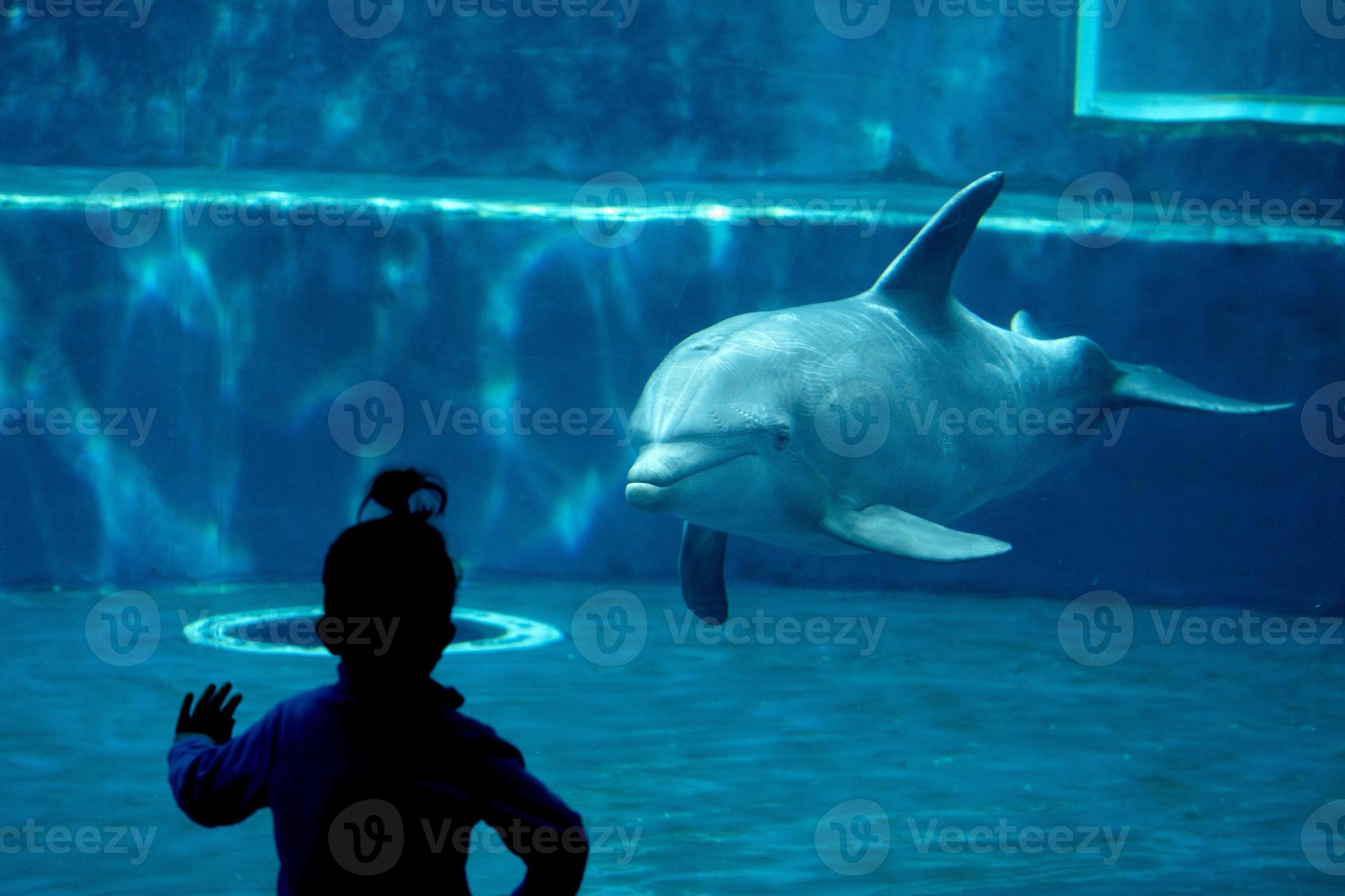 dolphin tank in aquarium playing with humans 18805611 Stock Photo at