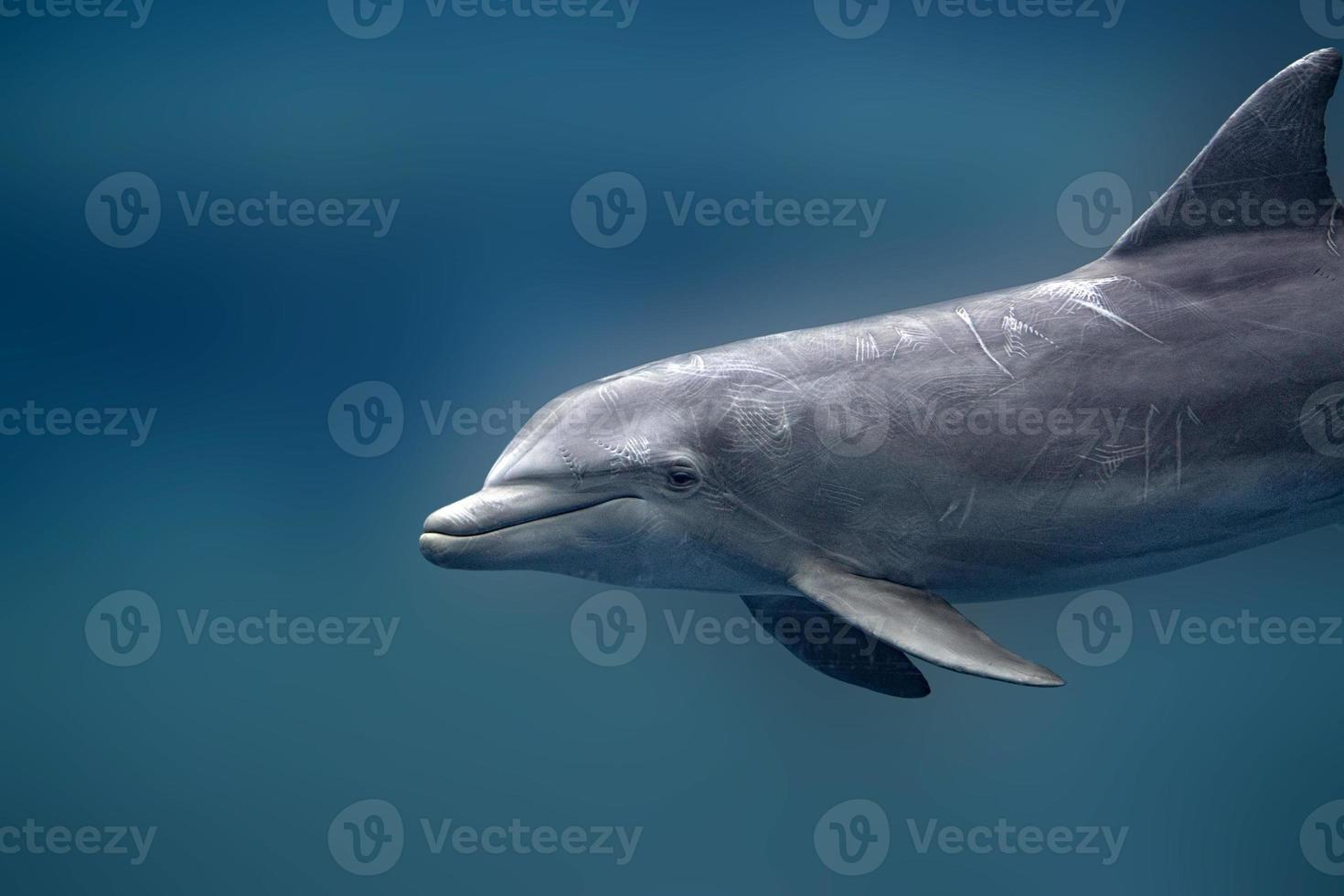 Dolphin underwater close up isolated on blue photo