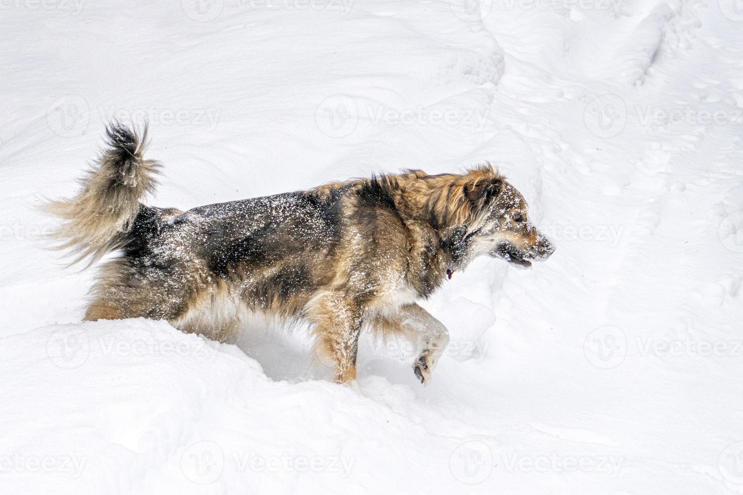 Dog in the snow in winter in dolomites mountains photo