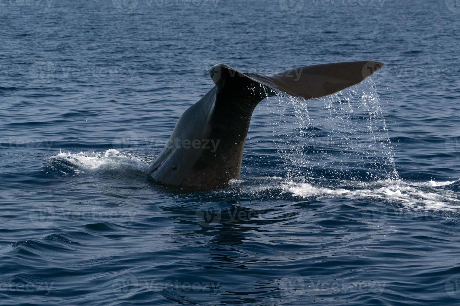Sperm whale in the mediterranean sea tail detail photo
