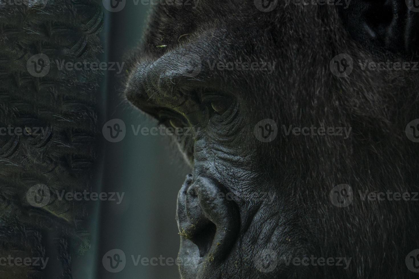 black gorilla monkey ape portrait photo