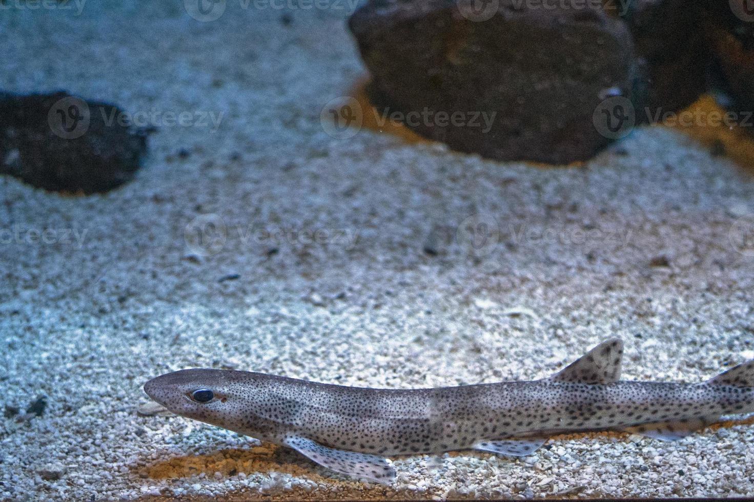 dogfish underwaterclose up portrait 18805818 Stock Photo at Vecteezy