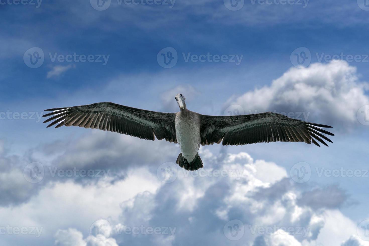 Pelican while flying on cloudy sky photo