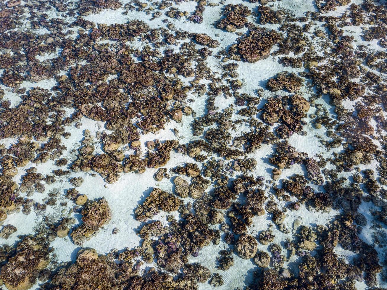 corals garden reefs in french polynesia aerial view with drone photo