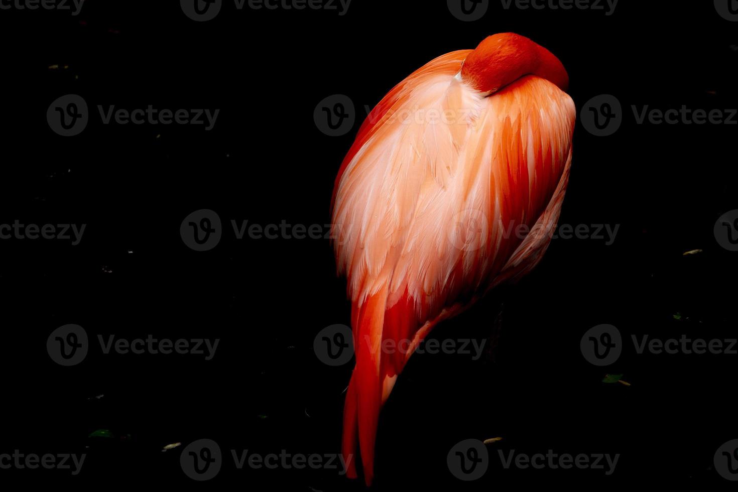 Pink flamingo isolated on black photo