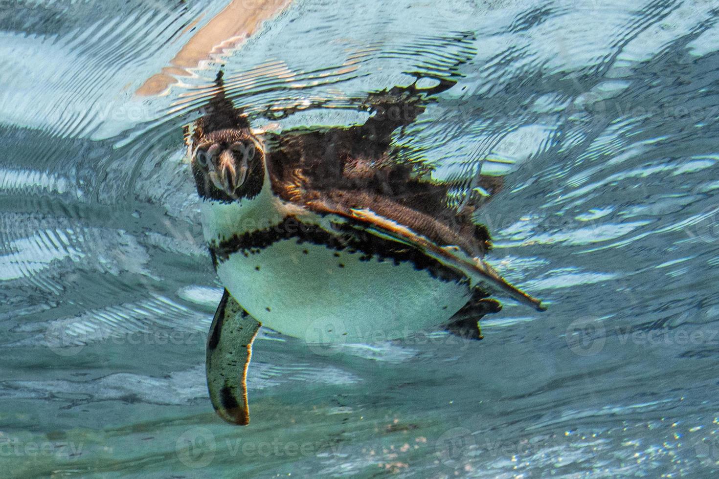 pingüino de humbolt bajo el agua mirándote foto