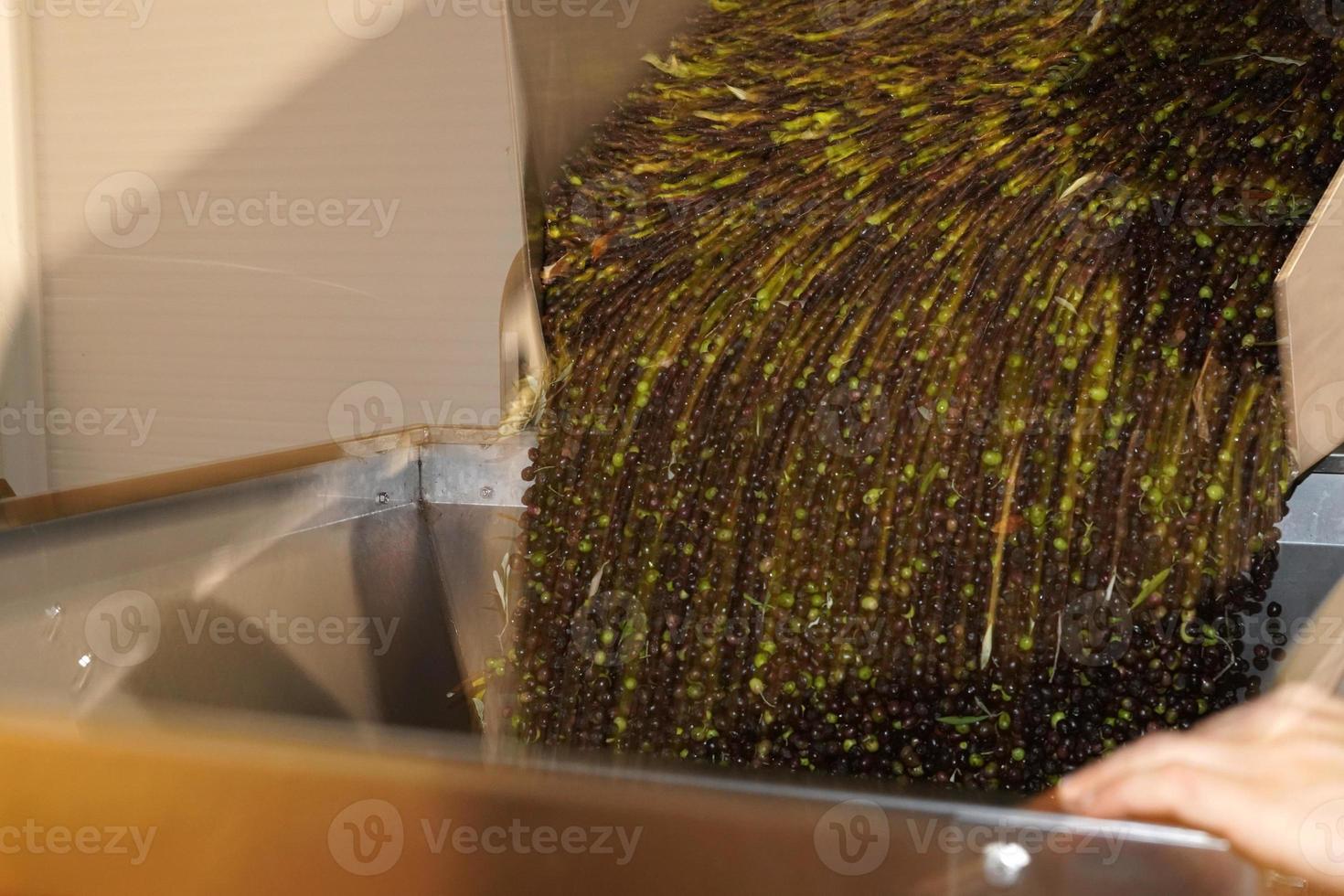 genuine olive oil mill production photo