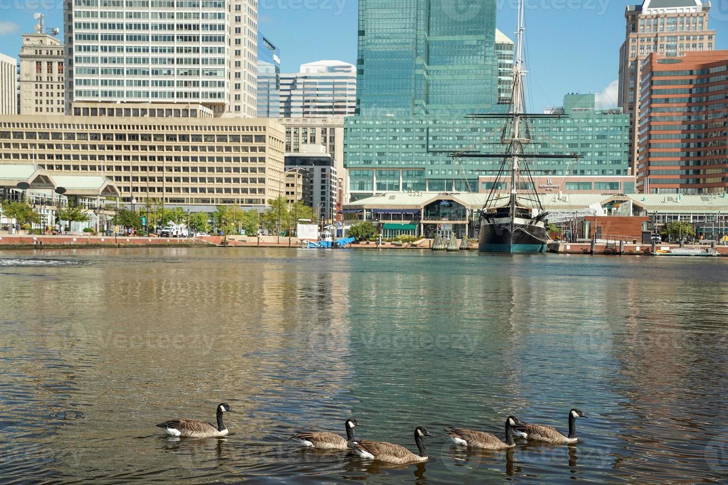 canadian goose swimming in baltimore maryland inner harbor photo