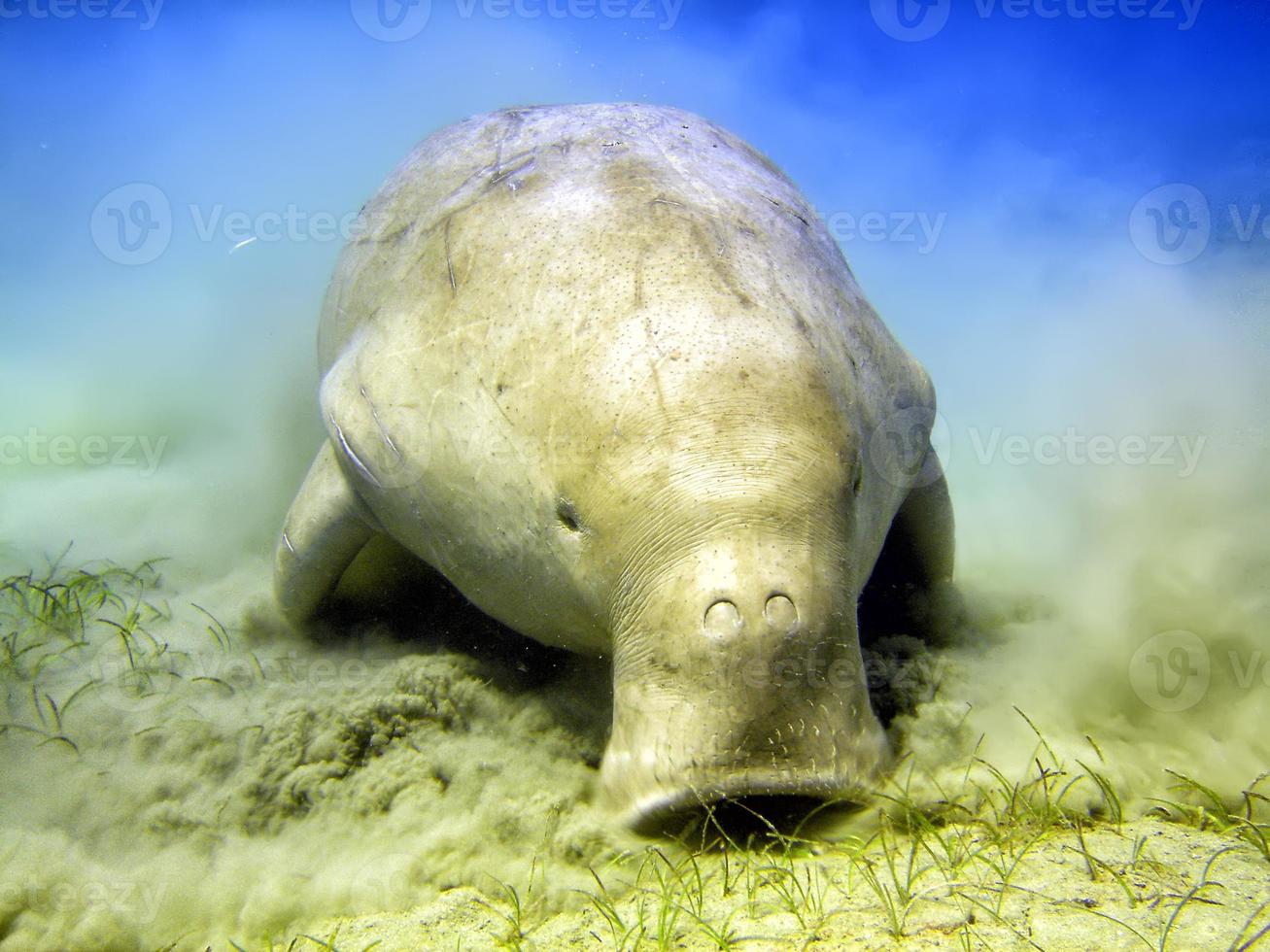 Isolated Dugongo Sea Cow while digging sand for food photo