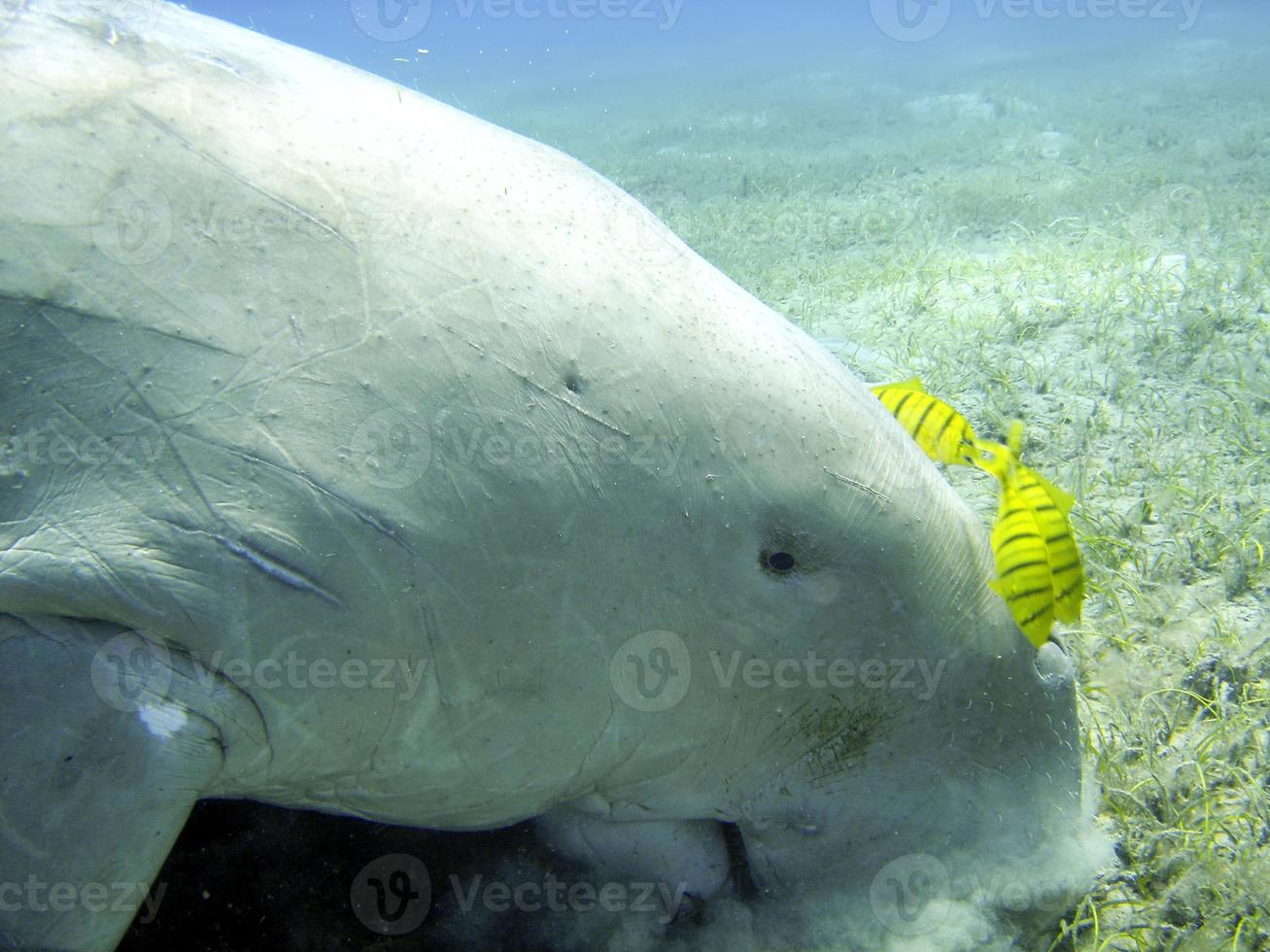 Isolated Dugongo Sea Cow while digging sand for food photo