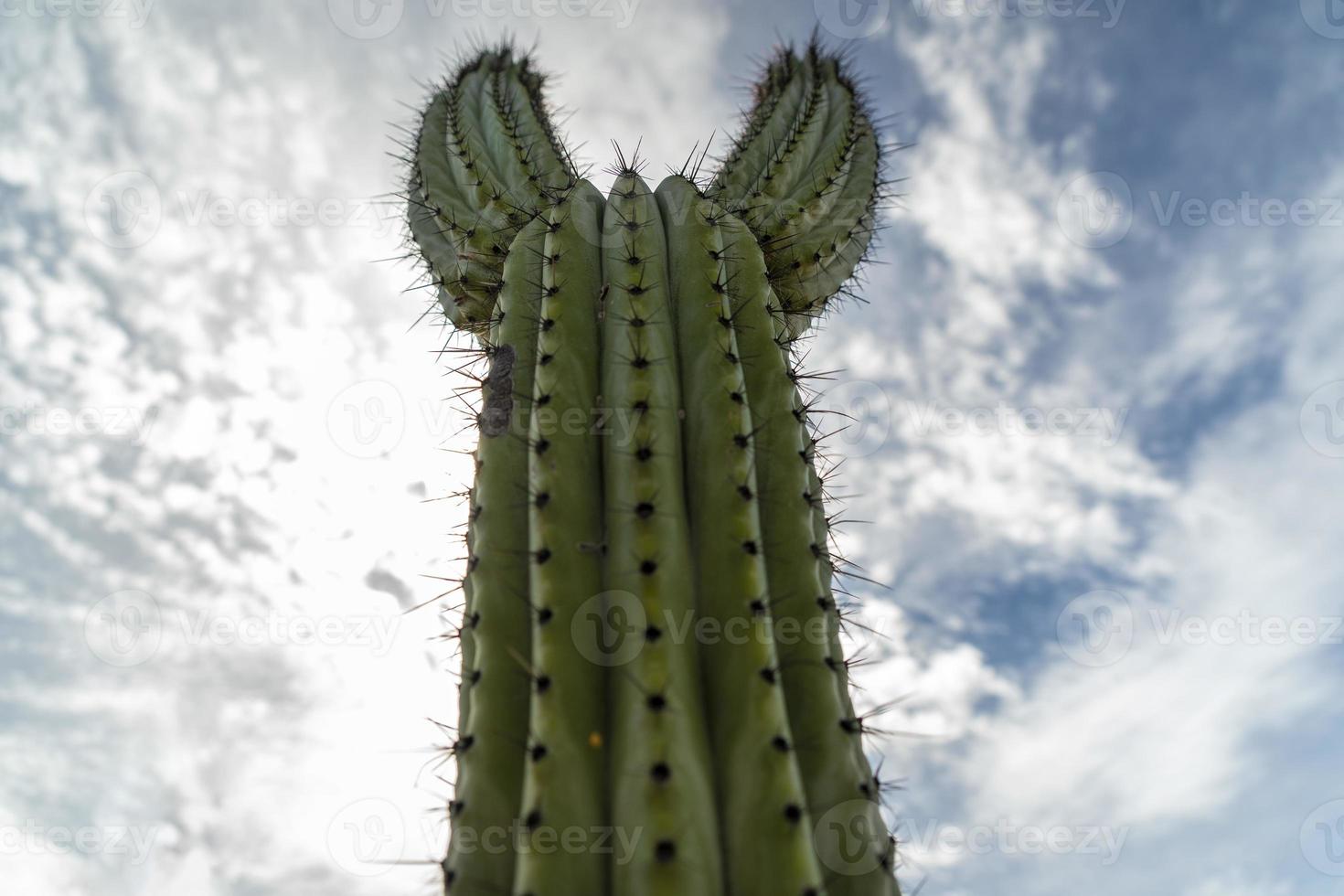 baja california cactus close up photo