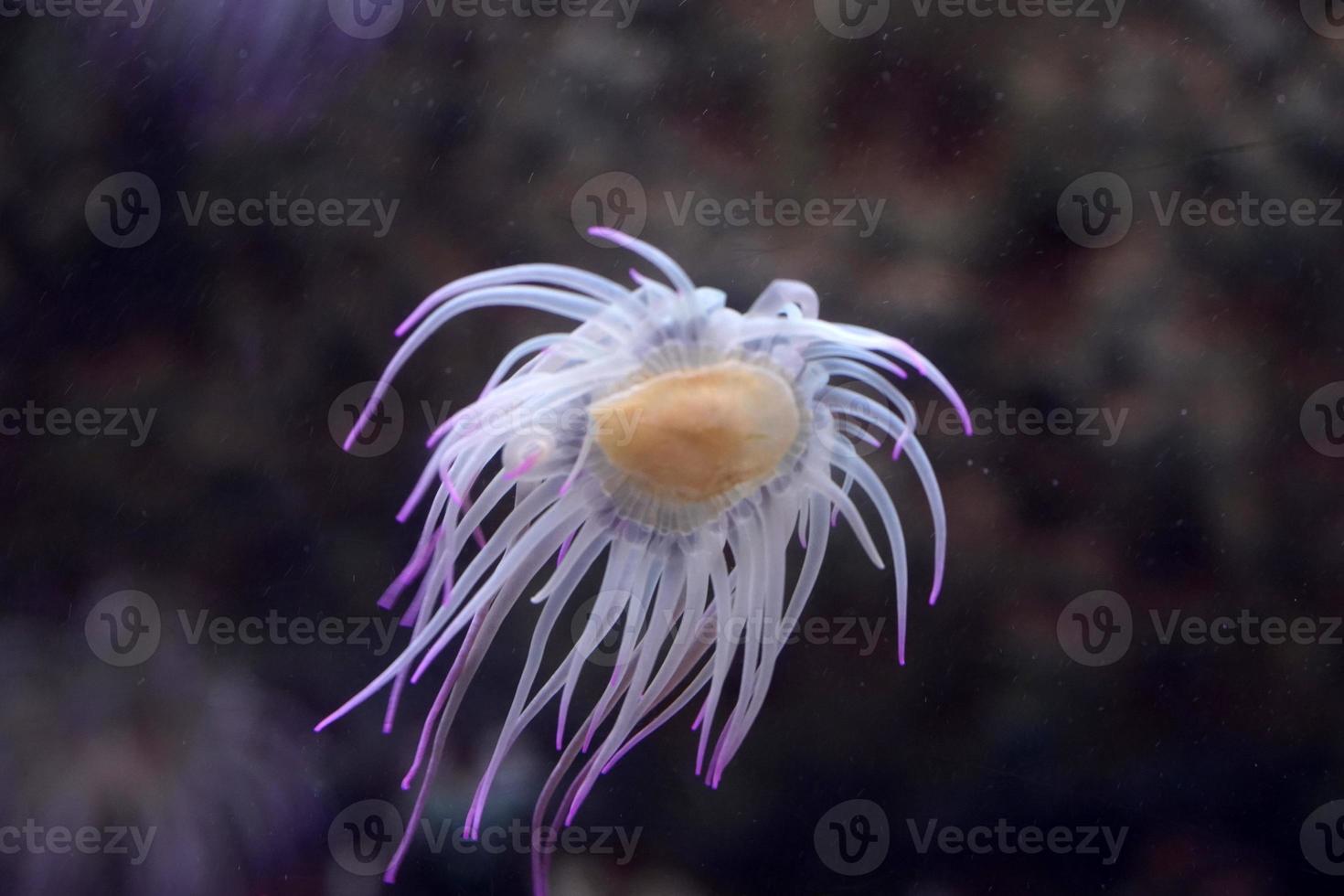 mediterranean sea anemone pink fluorescent photo