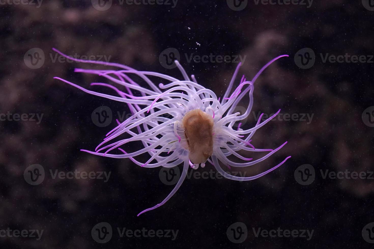 mediterranean sea anemone pink fluorescent photo