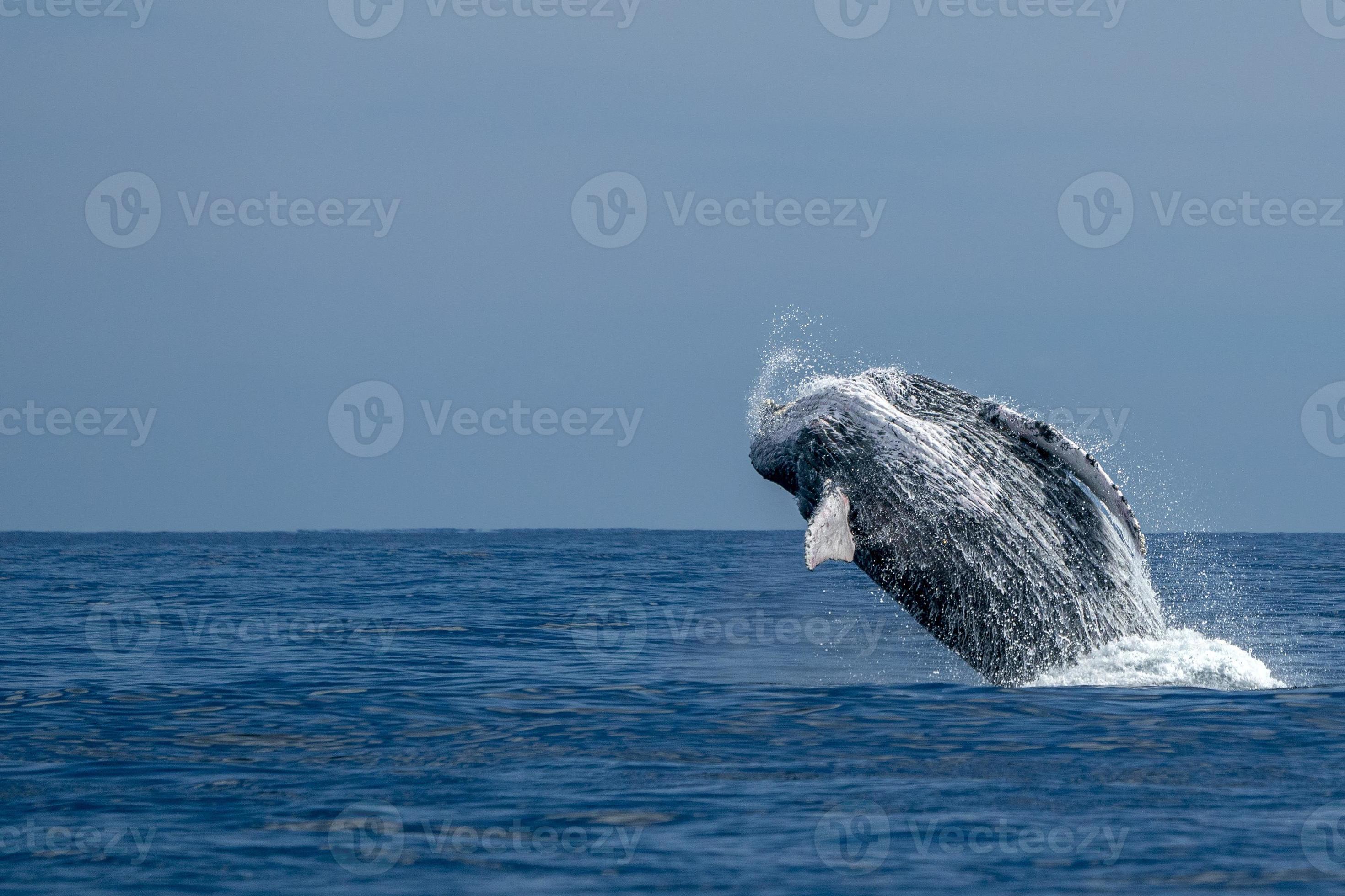 humpback whale breaching in cabo san lucas pacific ocean 18807655 Stock