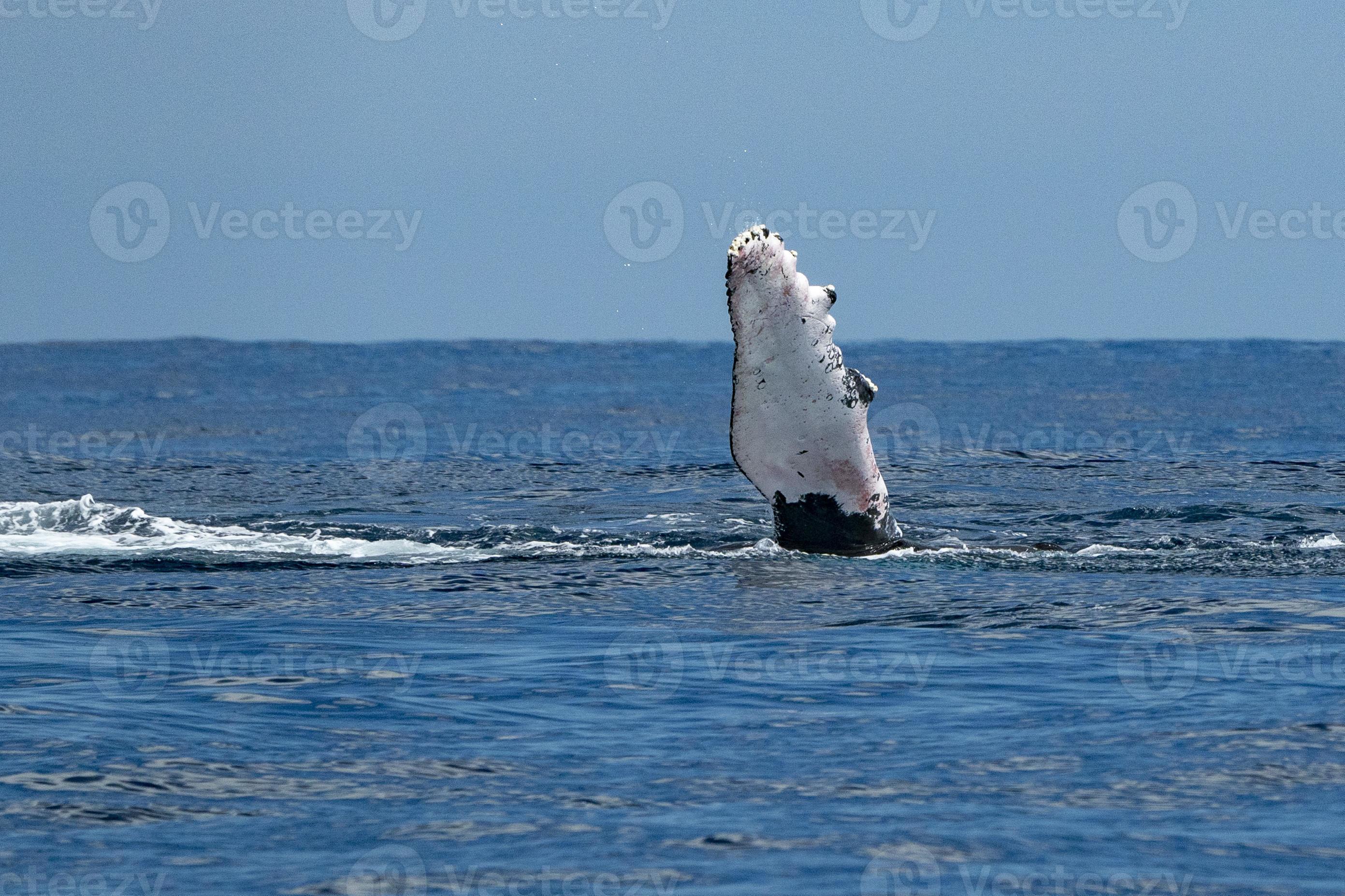 humpback whale slapping fin in cabo san lucas 18807681 Stock Photo at Vecteezy